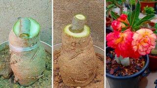 Easiest Way To Graft Adenium Plant | How To Graft Desert Rose Plant With Super Glue