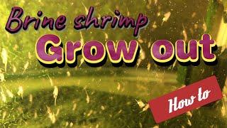 Growing adult brine shrimp