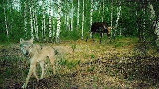 Moose chases wolf after failed attack