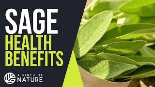 Health Benefits of Sage