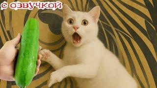 Funny Animal Videos 2024 - Funniest Dogs and Cats Videos #343