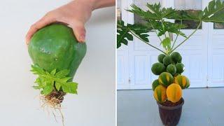 How to grow papaya tree from papaya fruit for beginners