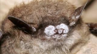 The Battle for Bats