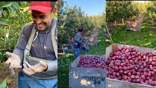 Este amigo así corta 14 cajas de manzanas a 28 dólares