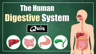 The Human Digestive System Quiz for Kids!  Learn About Digestive Organs & Their Functions