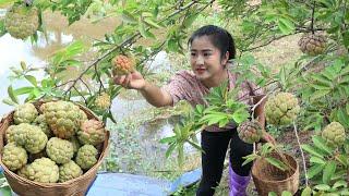 Country chefs: Harvest sugar apple and cooking - Custard Apple