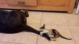 Kitten Plays With Dog's Wagging Tail || ViralHog