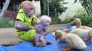 Bibi takes the poor baby monkey to explore the farm and gives special love!