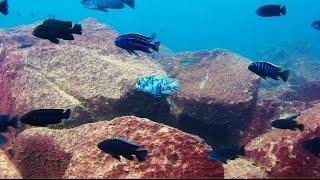 Maingano Island Lake Malawi - African Cichlids - HD Underwater Footage