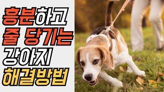 Dog walking training. How to train your dog to pull on a leash