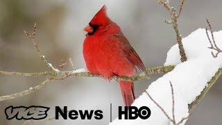 Bird Clockers: VICE News Tonight on HBO (Full Segment)