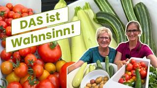 Überraschung: SO eine Schwemme hatten wir lange nicht (Garten-VLOG)