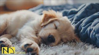 20 HOURS of Dog Calming MusicDog Sleep Dog Separation Anxiety Relief MusicPet Music NadanMusic