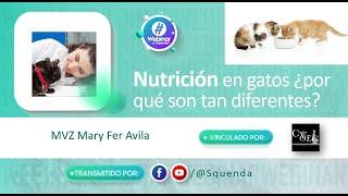 Nutrición en gatos ¿por qué son tan diferentes? - MVZ Mary Fer Ávila