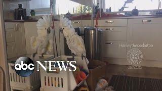 Confident Cockatoo Reacts to Seeing Her Own Reflection