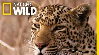 The Leopard is a Pouncer, Not a Chaser | Nat Geo Wild