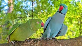 Funny Ringneck Parrot Video