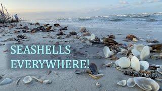 What does days of winds leave on the beach? Seashells finally showed up!
