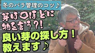 【バラの育て方】冬のバラ管理のコツ芽は口ほどに物を言う？！良い芽の探し方！教えます（2023年1月6日）