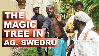 The Magic Tree In Agona Swedru  #Feat. Efo Hello FM, Ghadafi, Ahoto And Zoozo