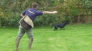 Gundog training: Teaching directions