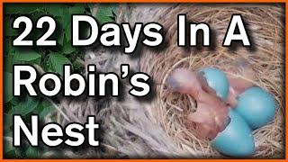 22 Days In A Robin's Nest