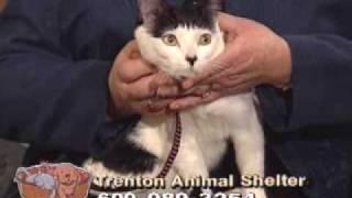 Homeless Tails - NJN Public Television & Radio