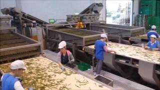 Green bean processing line | Sweere