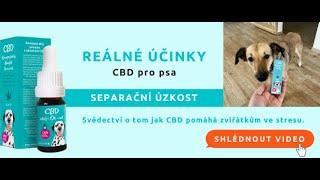 Účinky CBD na psy s úzkostí