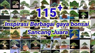 INSPIRASI BONSAI SANCANG TERBAIK