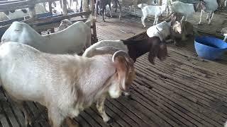 Cách ung muỗi cho dê - Ù sáng nuôi dê