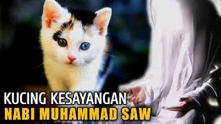 Kisah Nabi Muhammad SAW, Keistimewaan Mueeza Kucing Kesayangan Rasulullah SAW