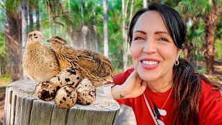 Las Codornices Comenzaron a Poner Huevos  Sandra Cires Vlog