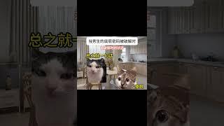 #猫meme #cat #猫meme小剧场 #猫meme剧场