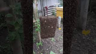 The highest experienced beekeepers understand their bees' patterns and behaviors and can..