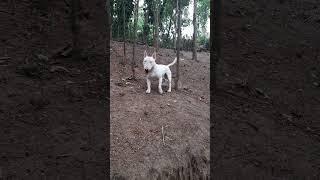 "Apolo" (Bull Terrier Miniatura) mostrando toda sua classe e desenvoltura na descida de morro.