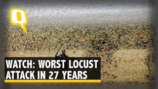 Swarm of Crop-Eating Locusts Leave A Trail of Destruction Across India | The Quint