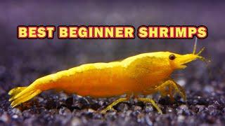 5 Best Shrimp Species for Beginners - Low Maintenance and Colorful!