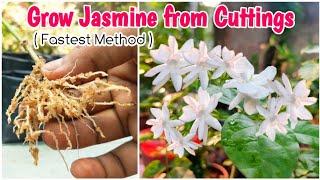 How to Grow Jasmine Plant From Cuttings | How to Propagate Jasmine Cuttings | Cuttings in Sand Media