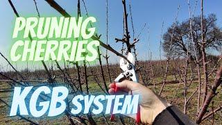 How to prune cherry trees on KGB training system