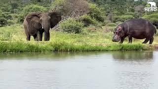 Elephants Lundi & Tokwe Go Tusk-to-Teeth with the Resident Hippo!