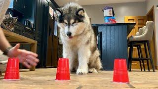 Is My Husky Smart Enough For The Cup Challenge?? Who Cares If They’re This Cute!!