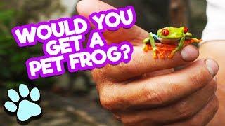 Would You Get A Pet Frog?   | Funniest Frog Videos | #thatpetlife