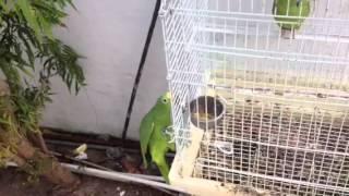 El Loro abre jaula