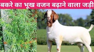 बकरे का भूख वजन बढ़ाने वाला जडी | Bakre ka bhukh vajan badhane ki dava #appetite #goats #weight