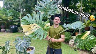 CUTTING GIANT THAI CONS | MONSTERA THAI CONSTELLATION PROPAGATION AND REPOTTING