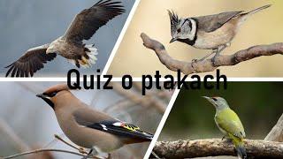 Quiz o ptakach cz.2 *krukowate i sikory