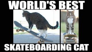 World's Best Skateboarding Cat! Go Didga Go!'