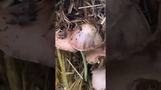 Crazy Mushroom Growth On Straw Bails!! #shorts #gardenjosiah #gardening #mushroom