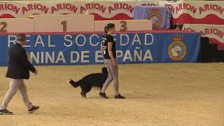 FCI World Championship Obedience 2023 – Christine Hahn/Wings of Hope Eternal Hero - Finals